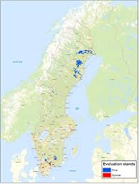 Attēlu rezultāti vaicājumam “Populus x lettland”