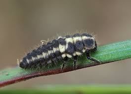 Attēlu rezultāti vaicājumam “Coccinula quatuordecimpustulata”