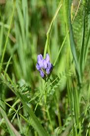 Attēlu rezultāti vaicājumam “Astragalus danicus leaf”