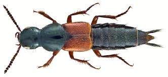 Attēlu rezultāti vaicājumam “Quedius dilatatus”