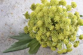 Image result for Liebstöckel