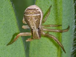 Attēlu rezultāti vaicājumam “Xysticus ulmi”