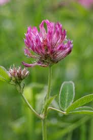Attēlu rezultāti vaicājumam “Trifolium medium flower”