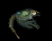 Image result for Homarus gammarus