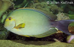 Image result for Acanthurus xanthopterus