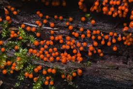 Attēlu rezultāti vaicājumam “Lignydium muscorum macro”