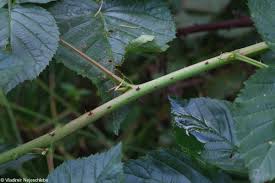 Attēlu rezultāti vaicājumam “Rubus nessensis leaf”