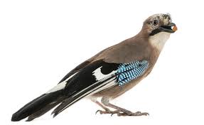 Attēlu rezultāti vaicājumam “Garrulus glandarius adult”