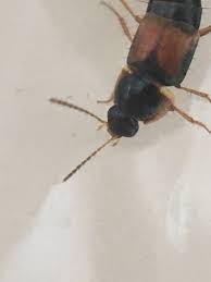 Attēlu rezultāti vaicājumam “Tachyporus sp.”