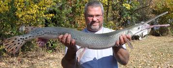 Image result for Lepisosteus osseus