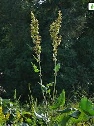 Attēlu rezultāti vaicājumam “Rumex confertus fruit”