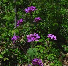 Image result for Lunaria annua