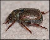 Attēlu rezultāti vaicājumam “Hoplia graminicola”