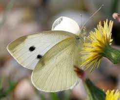 Attēlu rezultāti vaicājumam “Pieris rapae female”
