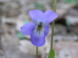 Attēlu rezultāti vaicājumam “Viola hirta flower”