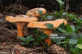 Attēlu rezultāti vaicājumam “Lactarius deterrimus”