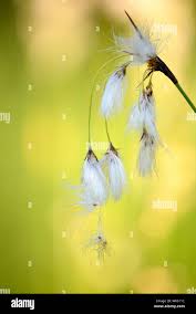 Attēlu rezultāti vaicājumam “Eriophorum latifolium leaf”