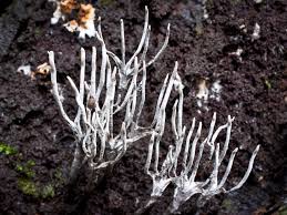 Attēlu rezultāti vaicājumam “Xylaria”