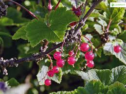Attēlu rezultāti vaicājumam “Ribes spicatum”