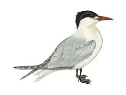 Attēlu rezultāti vaicājumam “Hydroprogne caspia”