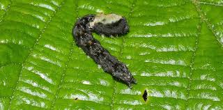 Attēlu rezultāti vaicājumam “Thyatira batis imago”