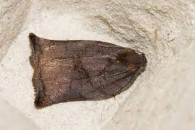 Attēlu rezultāti vaicājumam “Archips podana female”