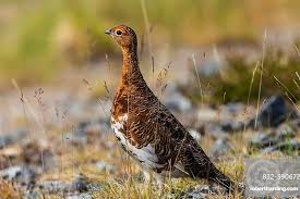 Image result for Lagopus lagopus