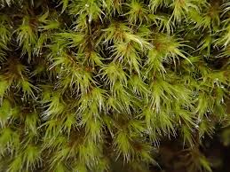 Attēlu rezultāti vaicājumam “Orthotrichum affine var. affine sporophyte”