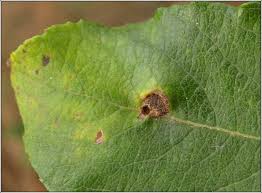 Attēlu rezultāti vaicājumam “Euura brevicornis”