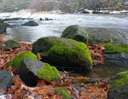 Attēlu rezultāti vaicājumam “Schistidium apocarpum young”