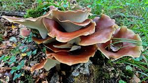 Attēlu rezultāti vaicājumam “Polyporus badius”