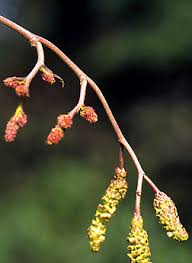 Attēlu rezultāti vaicājumam “Alnus incana female flower”