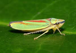 Attēlu rezultāti vaicājumam “Cicadellidae”