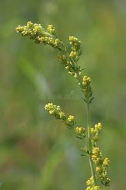 Attēlu rezultāti vaicājumam “Galium verum bud”