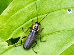 Attēlu rezultāti vaicājumam “Cantharis nigricans”