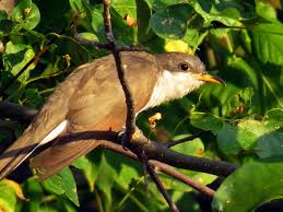 Image result for Coccyzus americanus