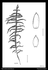 Attēlu rezultāti vaicājumam “Pleurozium schreberi sporophyte”