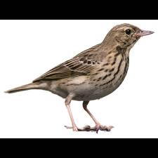 Image result for Anthus trivialis