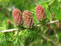 Attēlu rezultāti vaicājumam “Larix decidua flower”