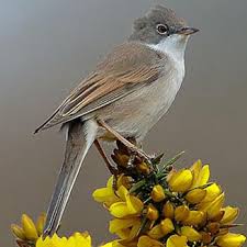 Attēlu rezultāti vaicājumam “Sylvia communis adult”