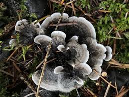 Attēlu rezultāti vaicājumam “Phellodon melaleucus”