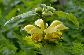 Attēlu rezultāti vaicājumam “Lamiastrum galeobdolon bud”