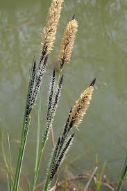 Attēlu rezultāti vaicājumam “Carex elata”