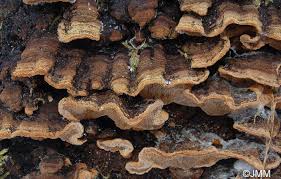 Attēlu rezultāti vaicājumam “Phellinus chrysoloma”