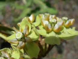 Attēlu rezultāti vaicājumam “Apocynaceae”