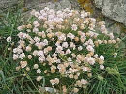 Image result for Grasnelke