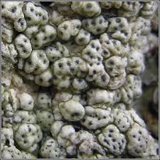 Attēlu rezultāti vaicājumam “Pertusaria pertusa”