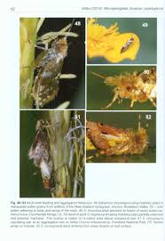 Attēlu rezultāti vaicājumam “Micropterigidae”
