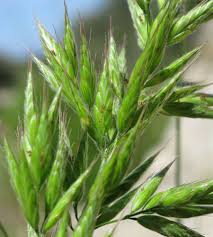 Attēlu rezultāti vaicājumam “Bromus hordeaceus subsp. hordaceus”