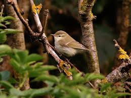 Attēlu rezultāti vaicājumam “Phylloscopus trochiloides”